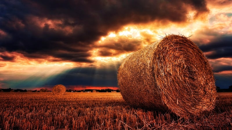 Summer Harvest